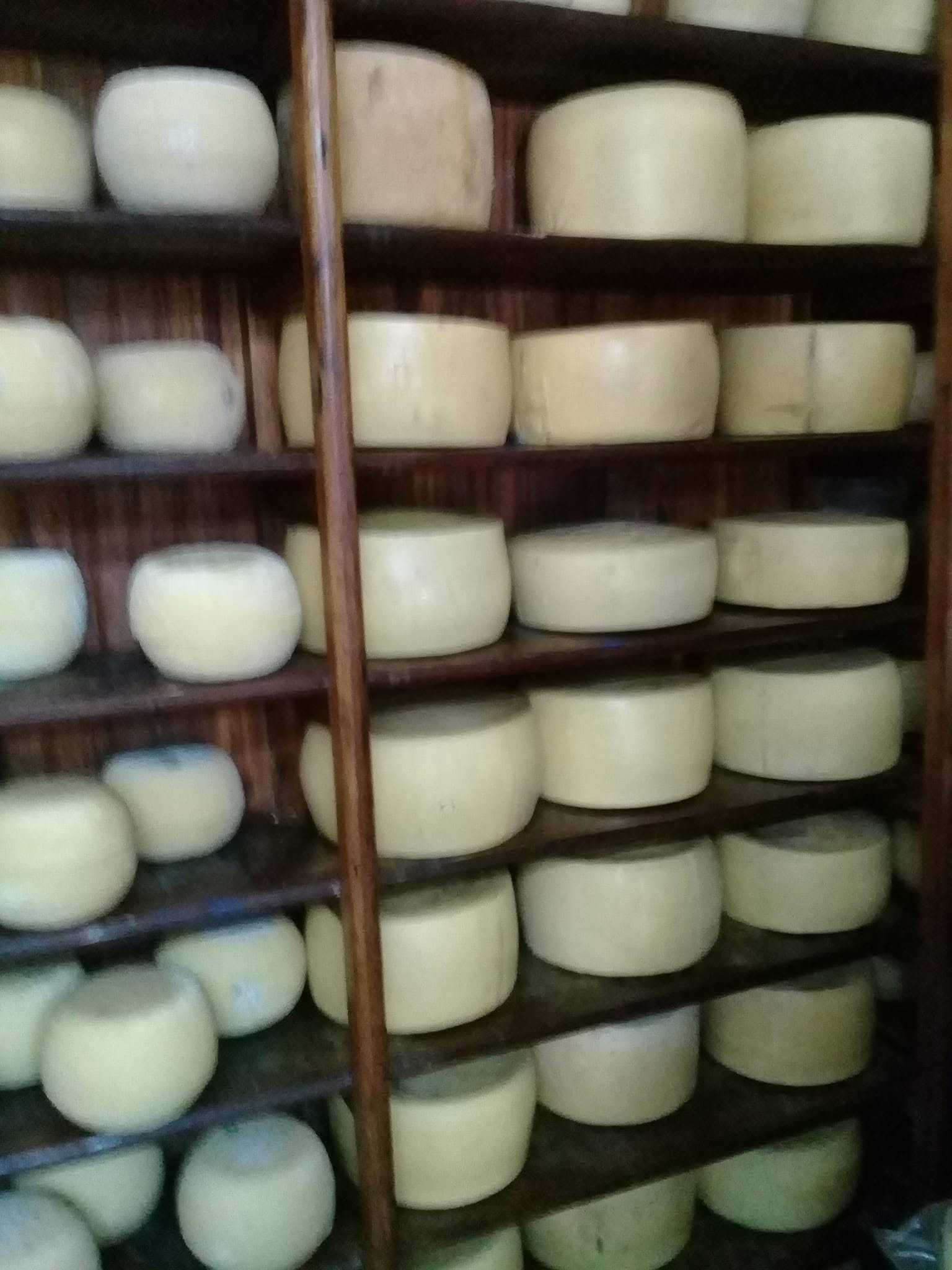 Queso Dambo